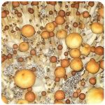 Псилоцибиновые (галлюциногенные)  грибы Psilocybin "Golden Teacher" в Нее