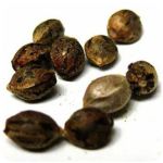Семена марихуаны АК-47  (Seeds AK-47) в Нее